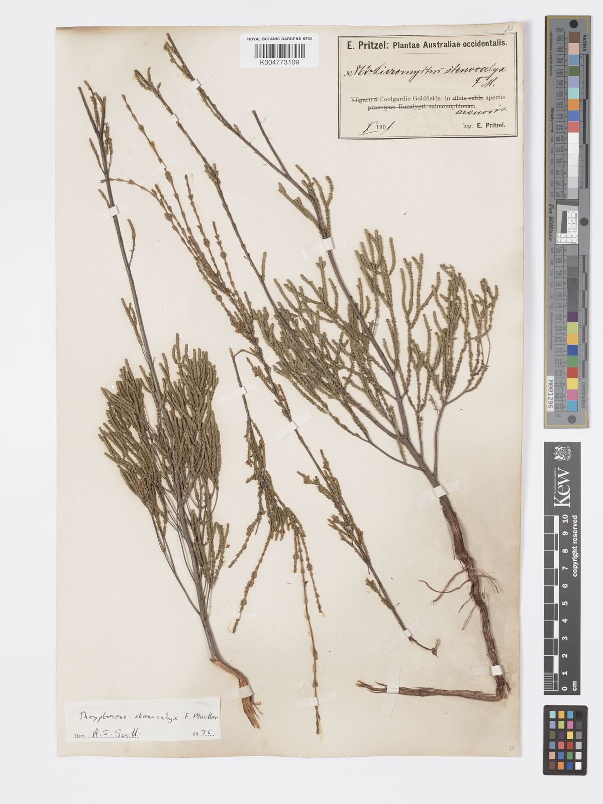 Micromyrtus stenocalyx