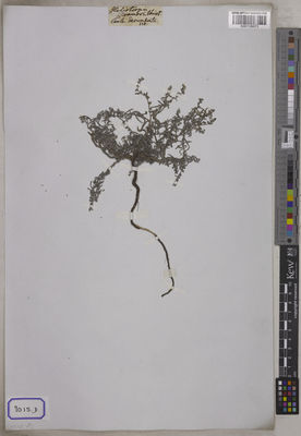 Kew Gardens K001126573:  s.coll. [Cat. no. 7015]