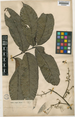 Kew Gardens K000695622:  s.coll. [s.n.] Indonesia