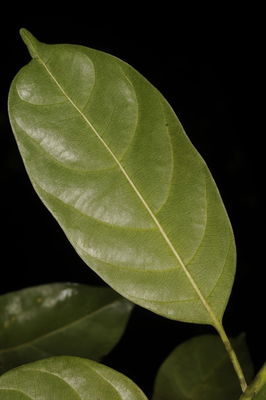 Mastixia arborea (Wight) C.B.Clarke | Plants of the World Online | Kew ...