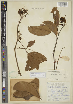 Kew Gardens K001096952:  Lebrun, J. [2344] Congo, Democratic Republic of the