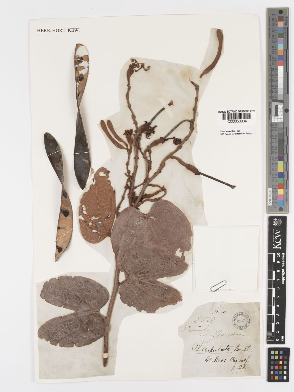 Kew Gardens K000056834:  Gardner, G. [2529] Brazil