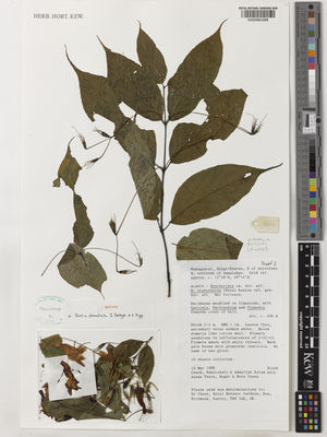 Kew Gardens K000963388:  Cheek; Rakotozafy; Salam, A.; Tsara, A.; Voana, R.; Voana, B. [B1409] Madagascar