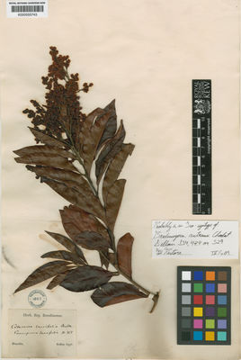 Kew Gardens K000555743:  Sellow [s.n.] Brazil