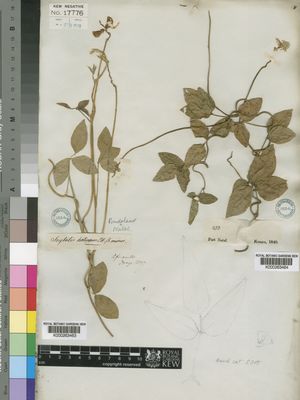 Kew Gardens K000263463:  Drege [s.n.] South Africa