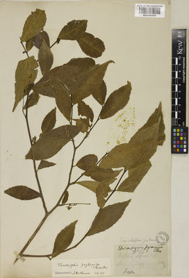 Kew Gardens K001050059:  s.coll. [148] India