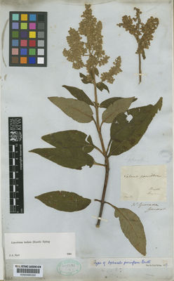 Kew Gardens K000485333:  Goudot [s.n.] Colombia