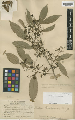 Kew Gardens K000671208:  Dr. King's Collector [7549] Malaysia