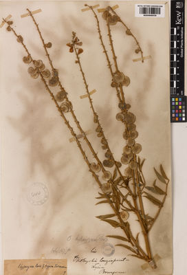 Kew Gardens K000998539:  Bourgeau, E. [s.n.] Turkey