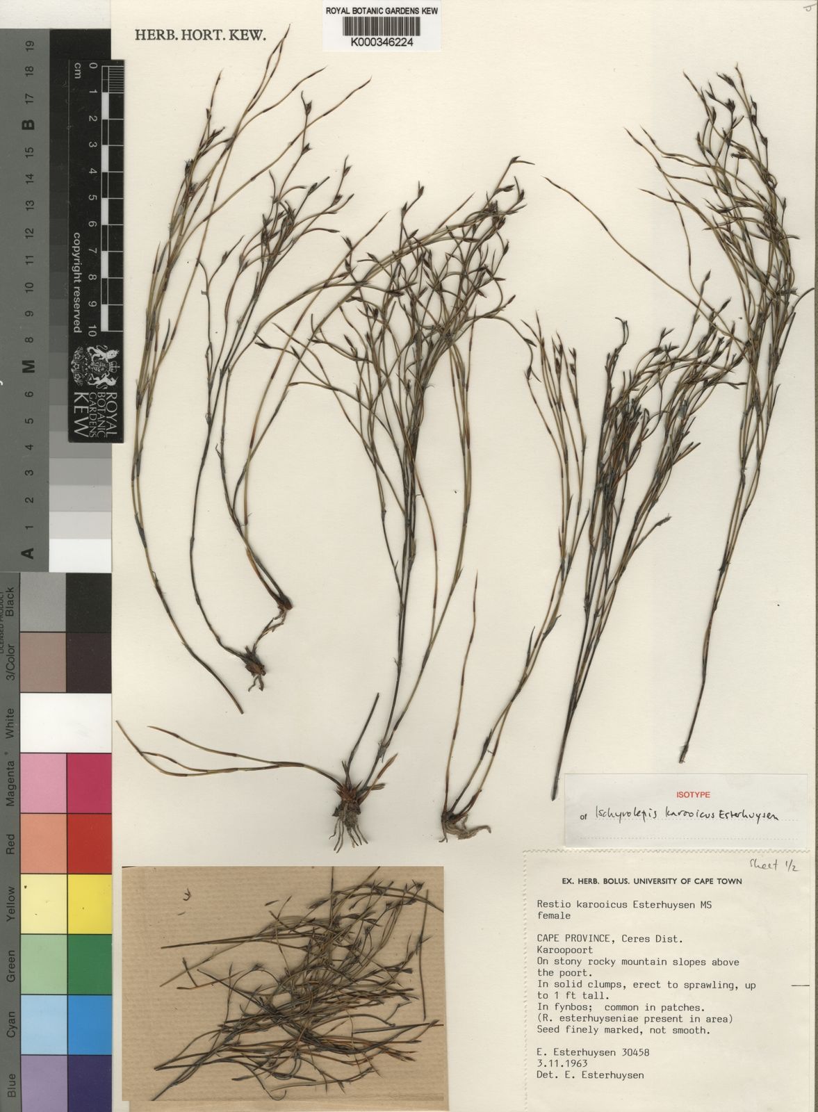 Restio karooicus (Esterh.) H.P.Linder & C.R.Hardy | Plants of the World ...