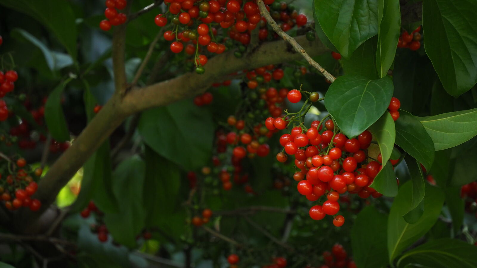 Cordia collococca