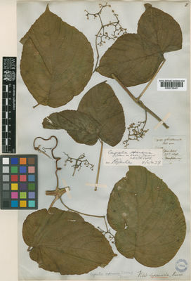 Kew Gardens K000736401:  MacGillivray, J. [Bot.400] Australia