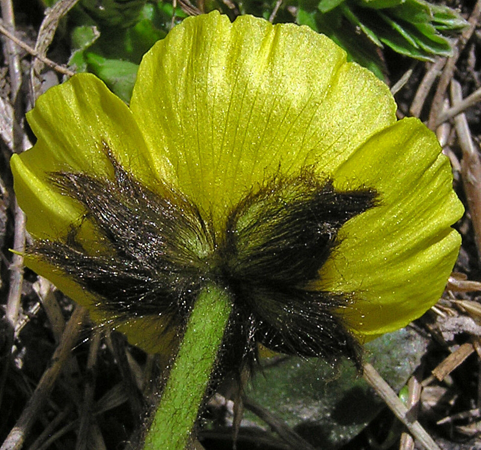 Ranunculus macauleyi