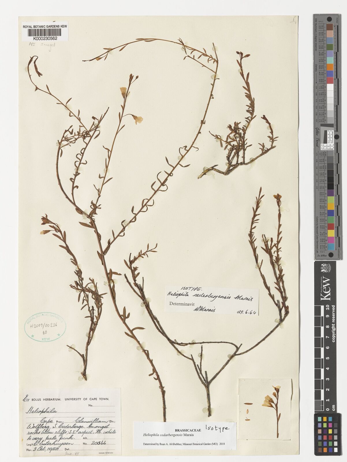 Kew Gardens K000230562:  Esterhuysen, E. [20566] 27CPPOO