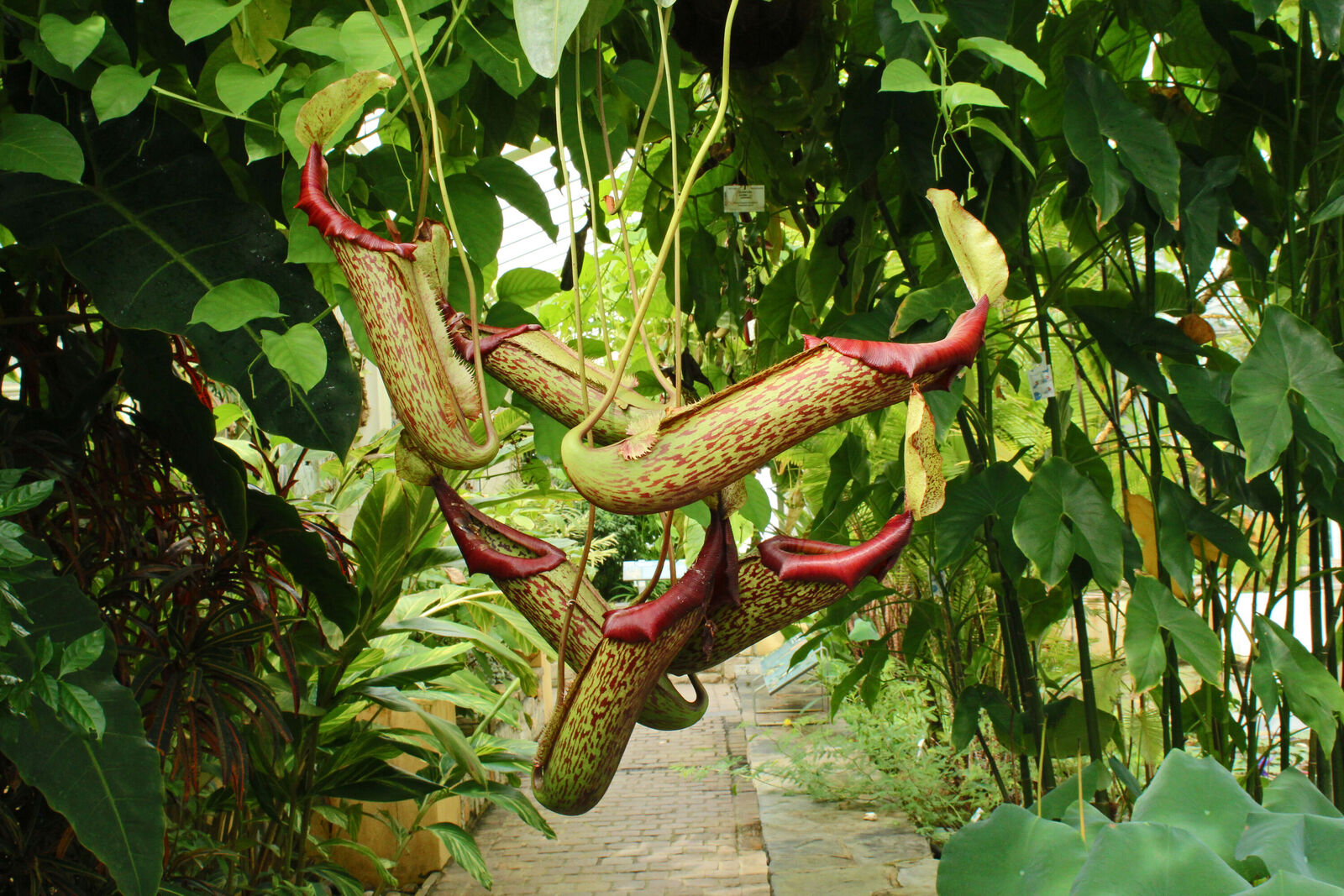 Nepenthes maxima