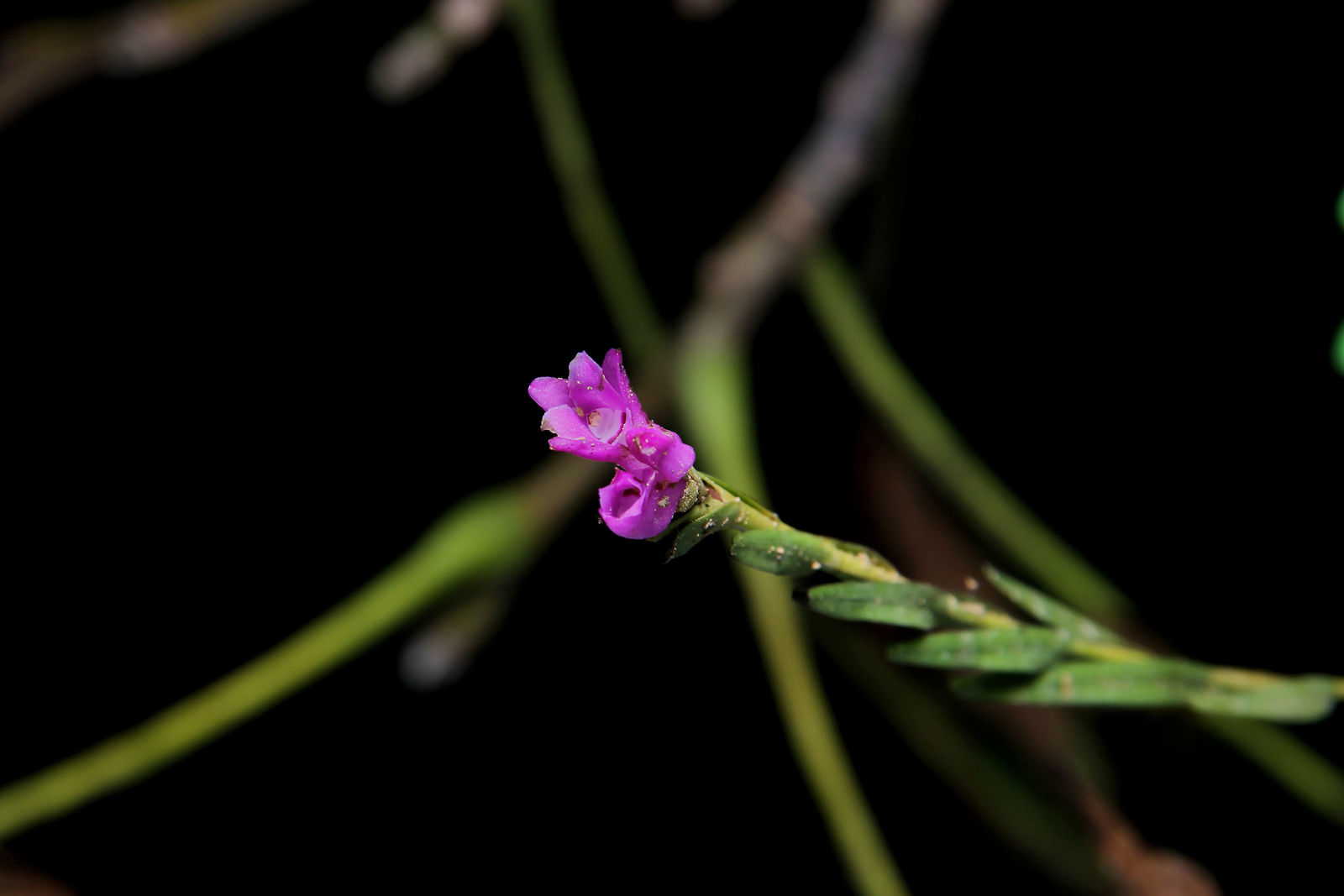 Isochilus linearis (Jacq.) R.Br. | Plants of the World Online | Kew Science
