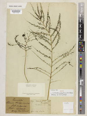 Kew Gardens K000116180:  Cuming, H. [309] Philippines