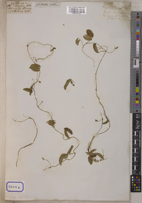 Kew Gardens K001121132:  s.coll. [Cat. no. 5509]