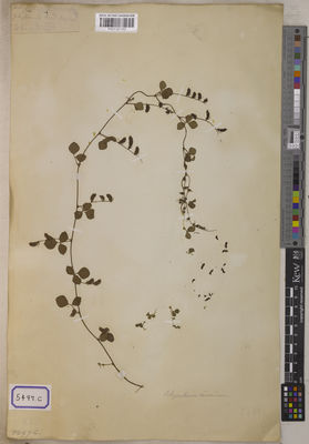 Kew Gardens K001121153:  s.coll. [Cat. no. 5497]