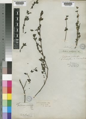 Kew Gardens K000378564:  Drege [s.n.] South Africa