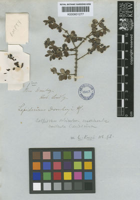 Kew Gardens K000601277:  Dombey [s.n.] Peru