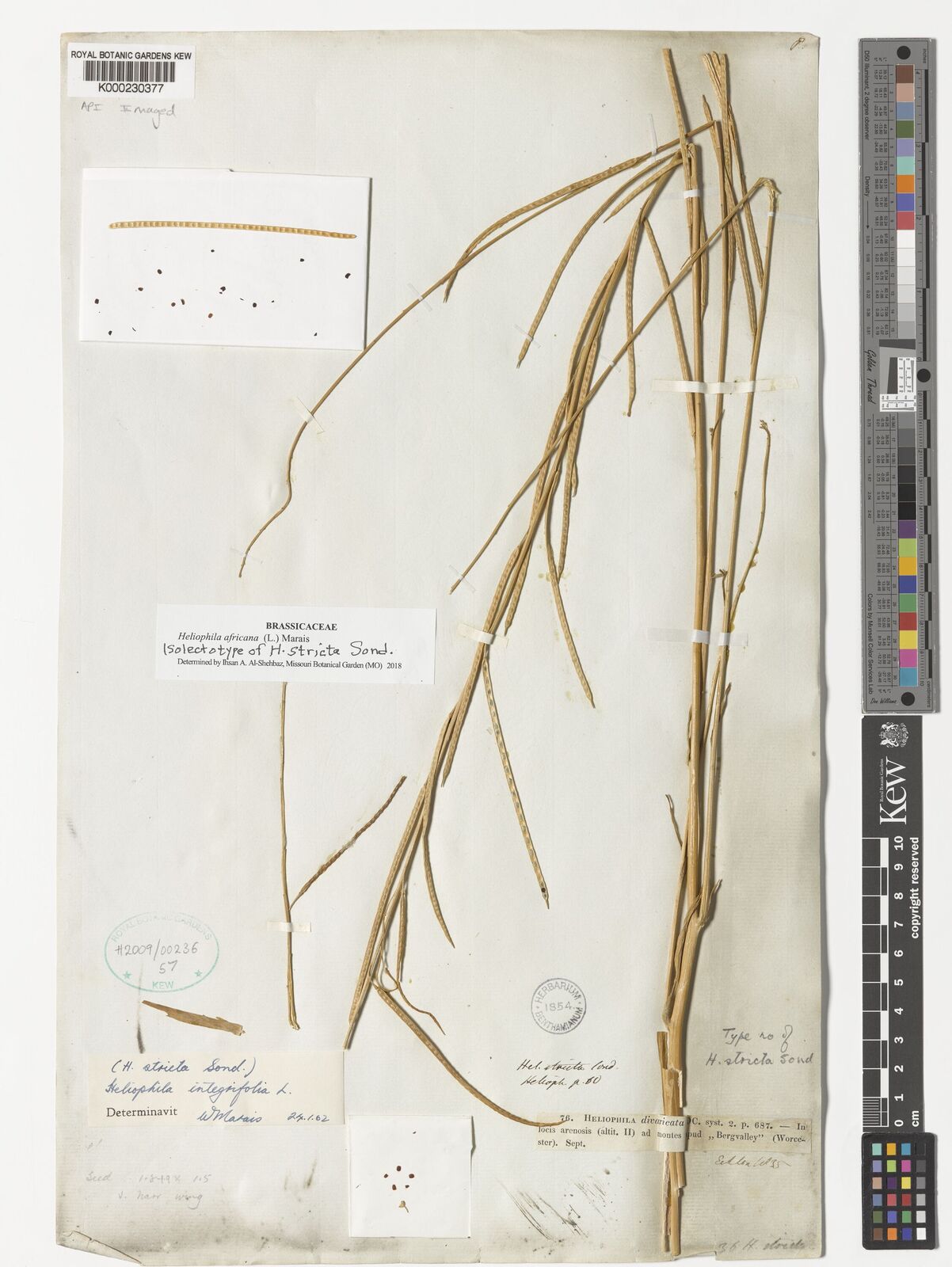 Kew Gardens K000230377:  [76]
