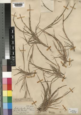 Kew Gardens K000345237:  Mason, N., H. [s.n.] Portugal