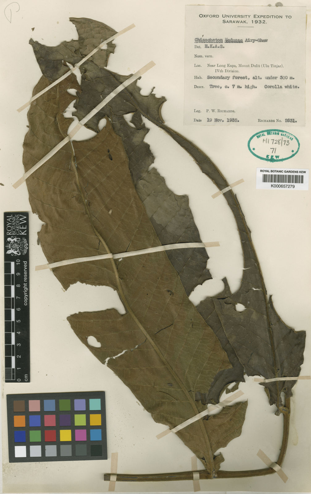 Chisocheton medusae Airy Shaw | Plants of the World Online | Kew Science