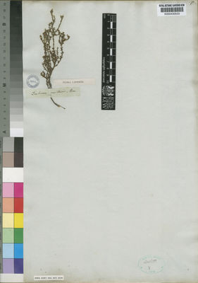 Kew Gardens K000430533:  Drege [s.n.] South Africa