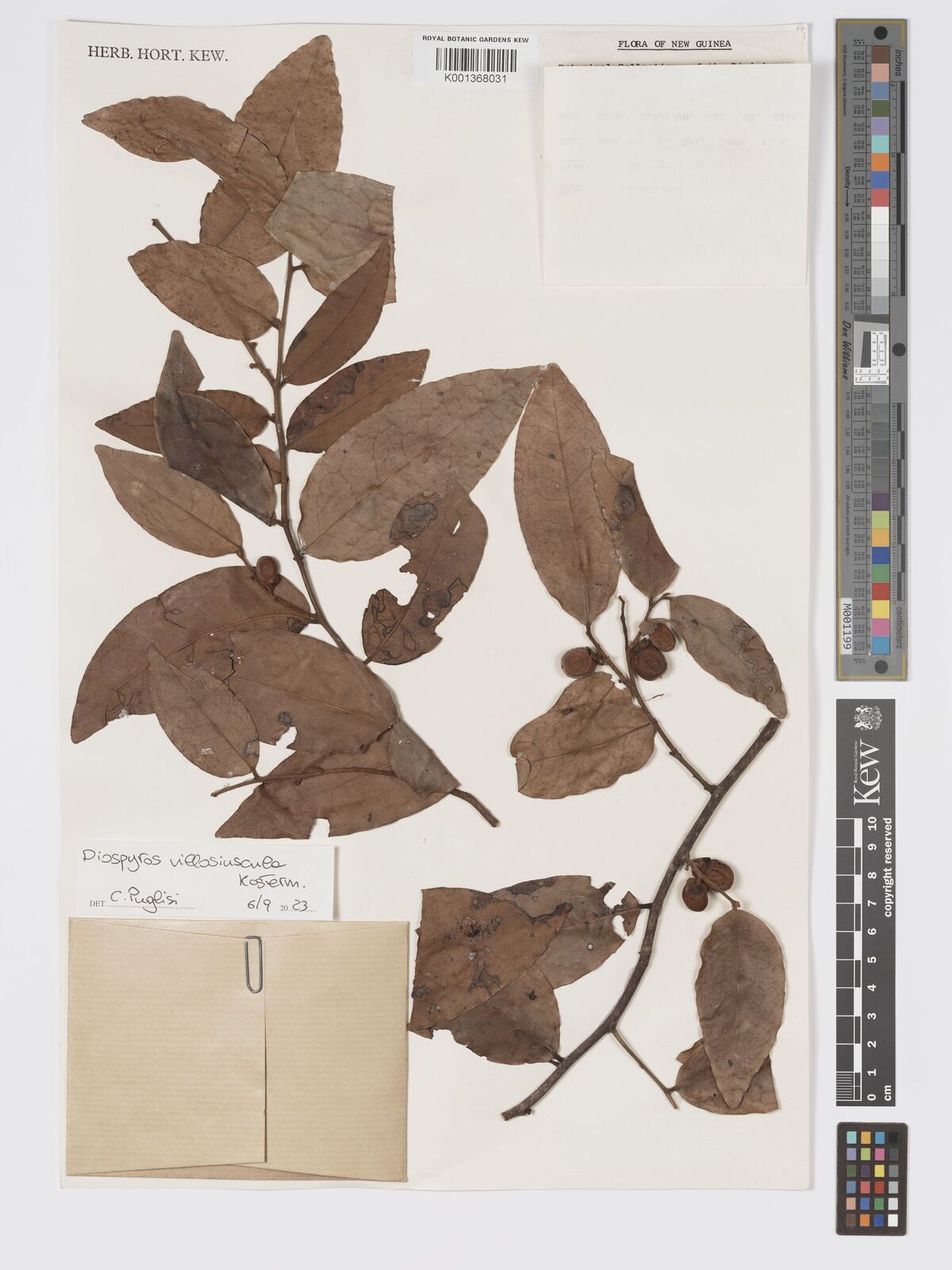 Diospyros villosa
