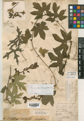 Kew Gardens K000742684:  s.coll. [121]