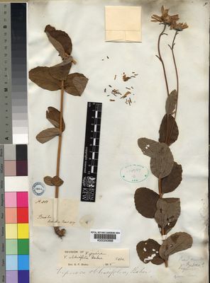 Kew Gardens K000250688:  s.coll. [581] Brazil