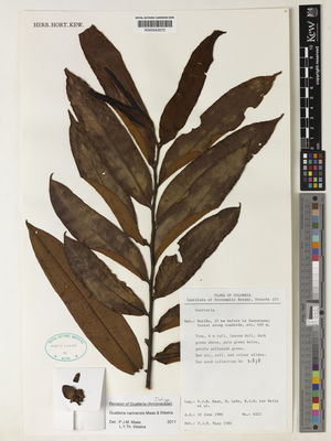 Kew Gardens K000543572:  Maas, P.J.M.; Leon, H.; ter Welle, B.J.H., et al. [6521] Colombia