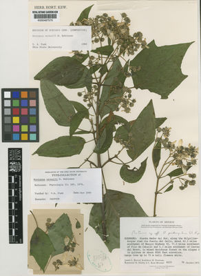 Kew Gardens K000487570:  Reveal, J.L.; Petersen, K.M.; Harley, R.H.; Broome, C.R. [4233] Mexico