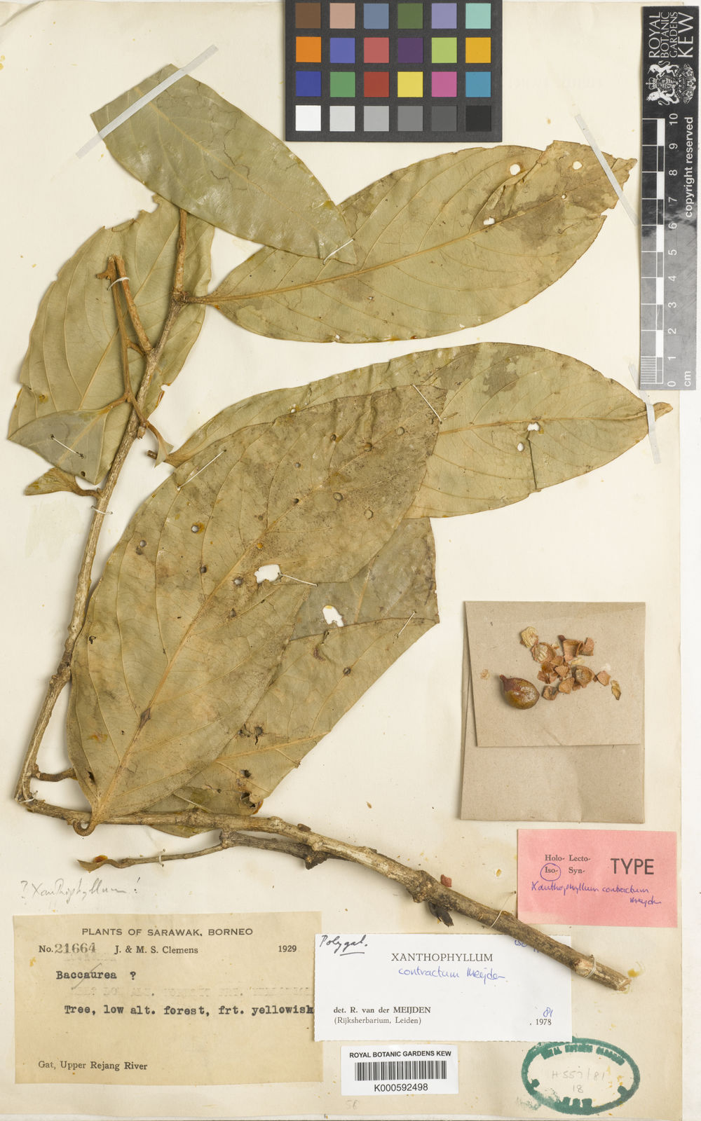 Xanthophyllum Contractum Meijden | Plants Of The World Online | Kew Science