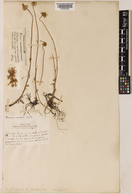 Kew Gardens K000929395:  Coquebert de Montbret, A.F.E. [s.n.] Turkey