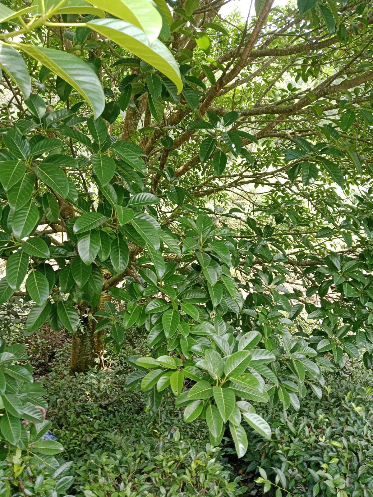 Ficus callosa Willd. | Plants of the World Online | Kew Science