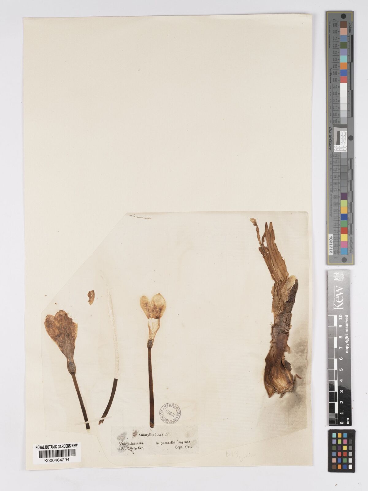 Kew Gardens K000464294:  Fleischer [s.n.] Turkey