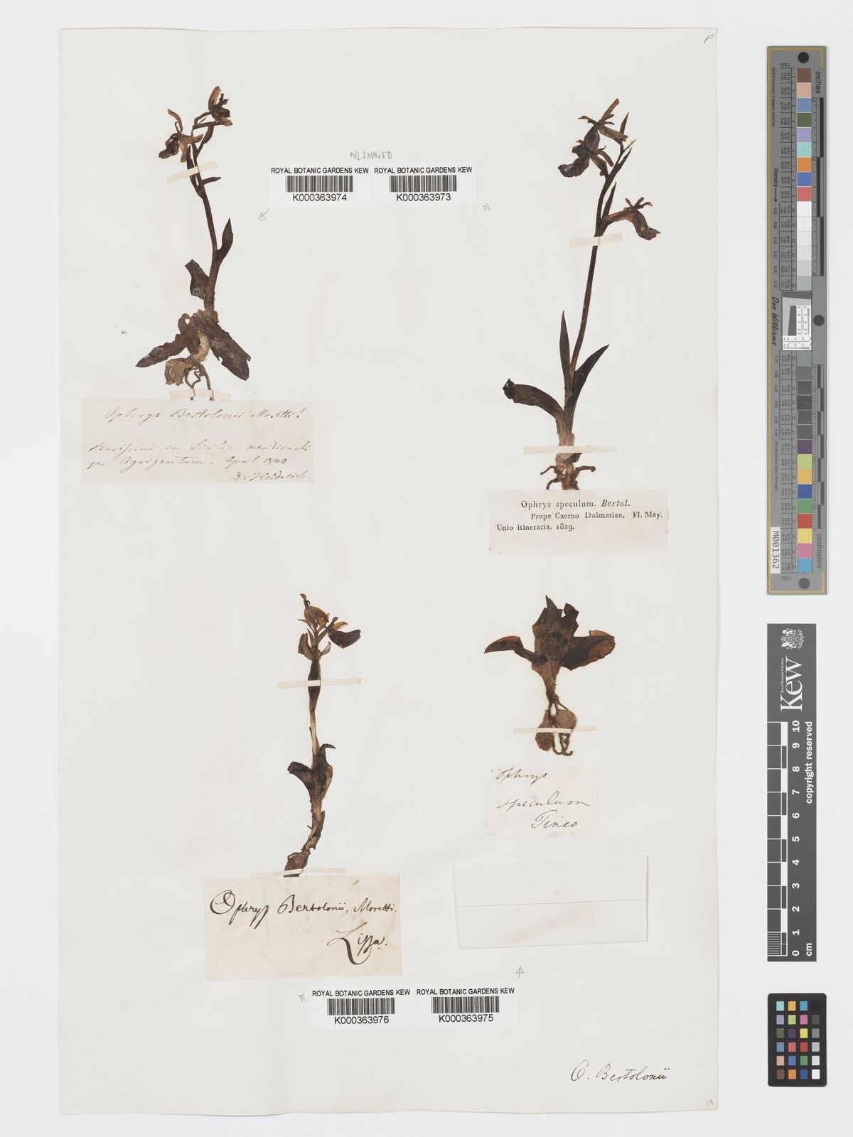 Kew Gardens K000363974:  Heldreich [s.n.] Italy