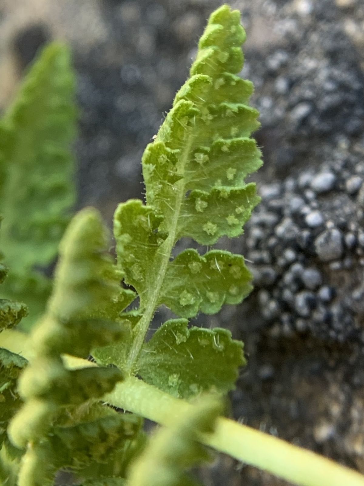 © copyright of the Board of Trustees of the Royal Botanic Gardens, Kew.