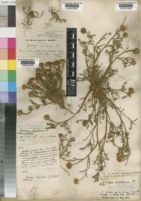 Kew Gardens K000410996:  Kralik, L. [s.n.] Tunisia