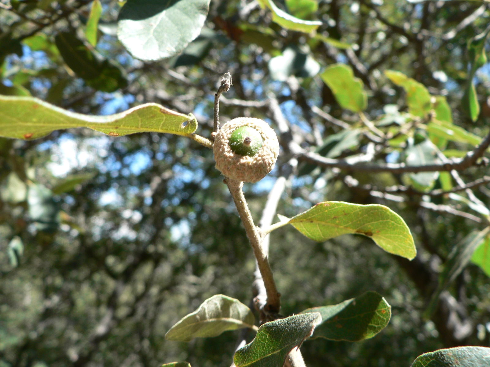 Quercus Carmenensis Chmull Plants Of The World Online Kew Science