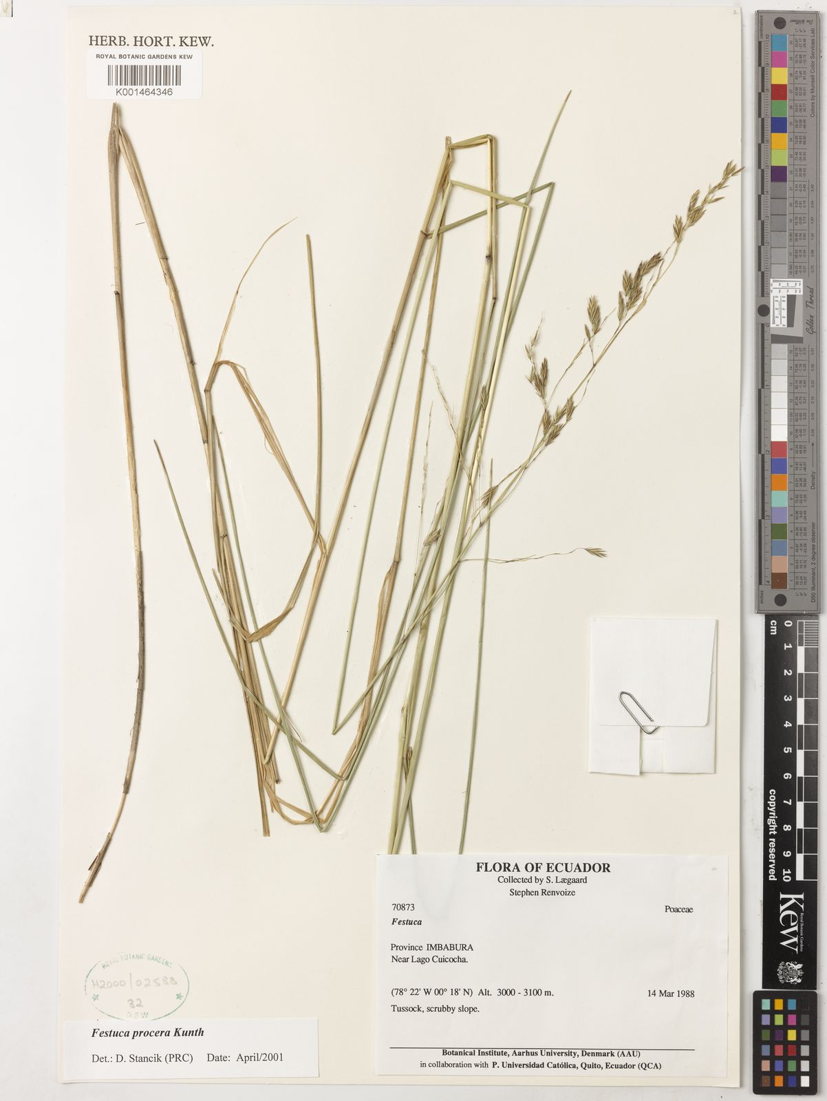 Festuca procera Kunth | Plants of the World Online | Kew Science