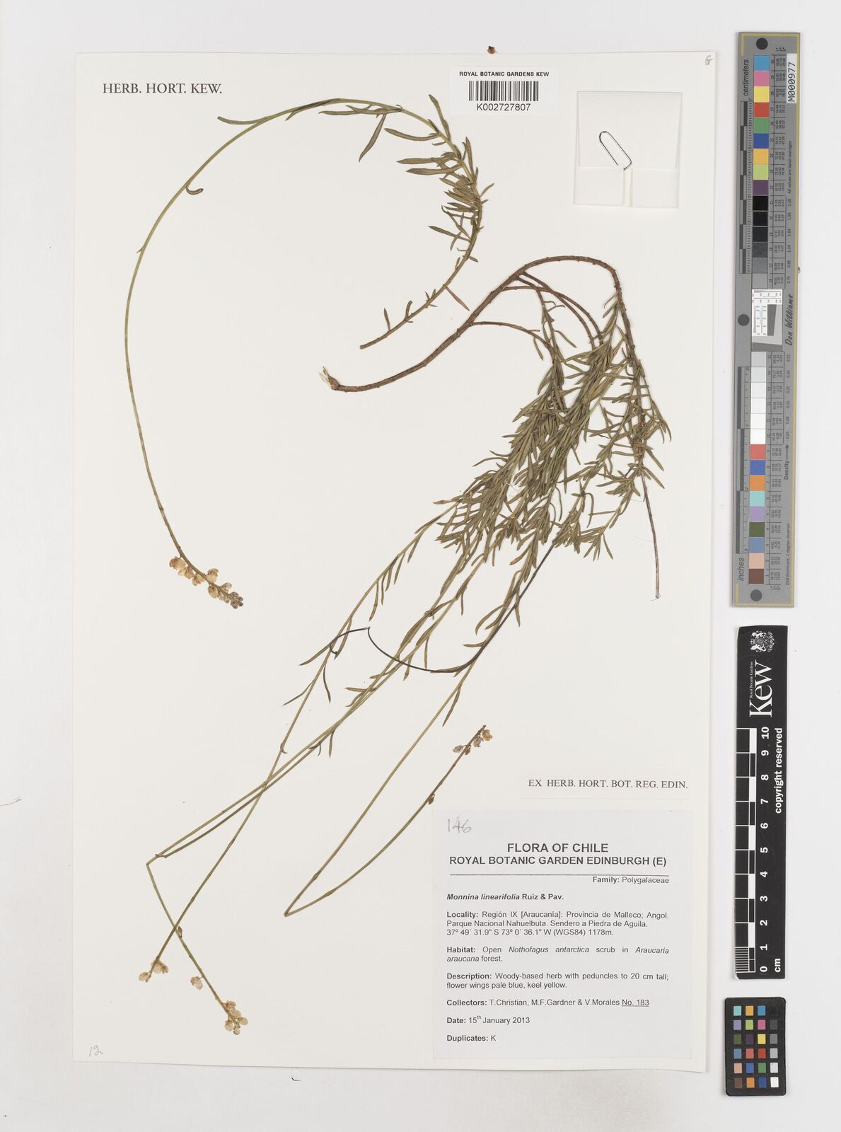 Monnina linearifolia