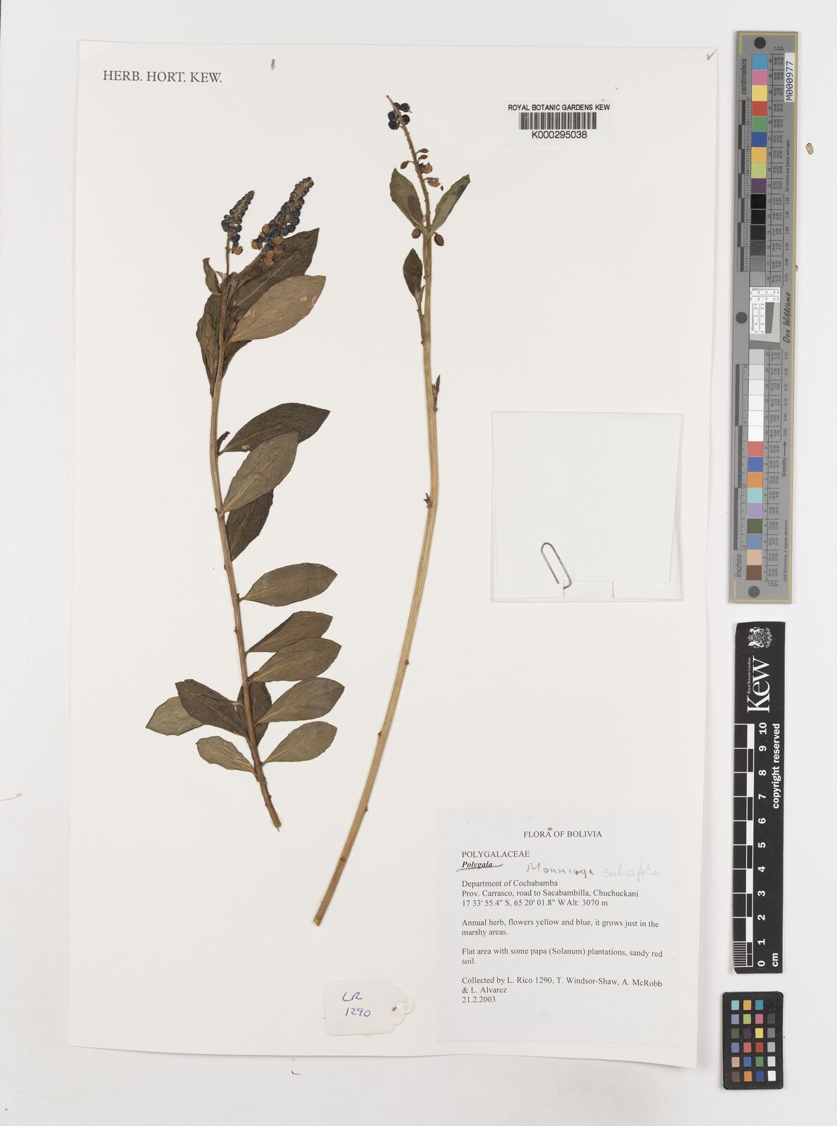 Monnina salicifolia