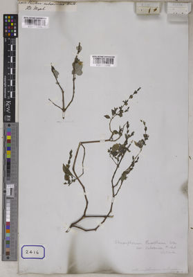 Kew Gardens K001115886:  s.coll. [Cat. no. 2408]