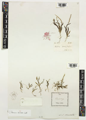 Kew Gardens K000974238:  Griffith, W. [s.n.] India