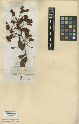 Kew Gardens K000528143:  Cuming, H. [1155]