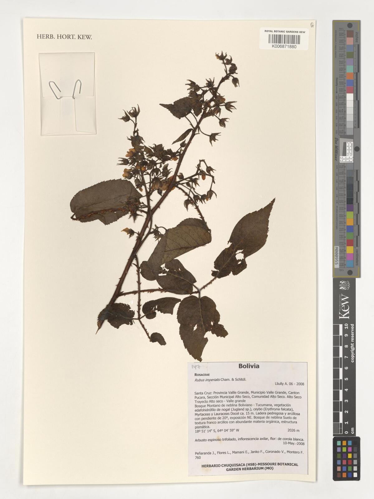 Rubus imperialis