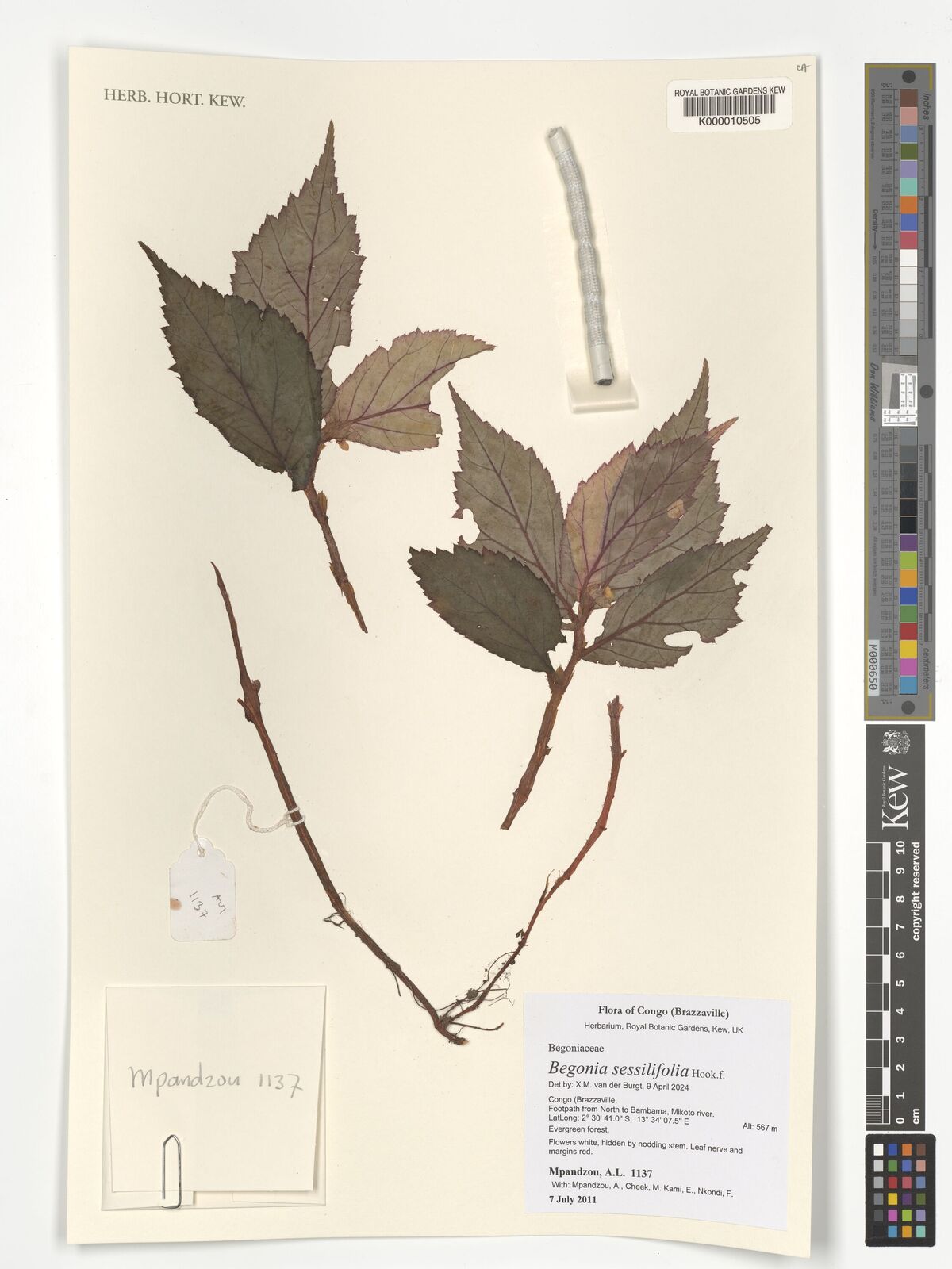 Begonia sessilifolia